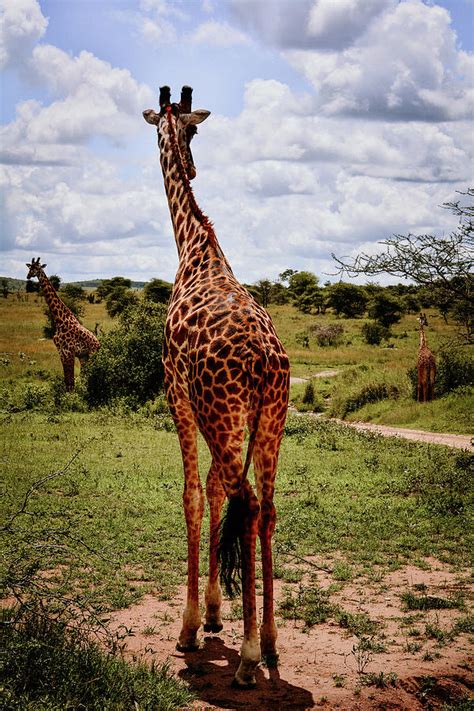 Giraffe Herd Photograph by Amanda Jones