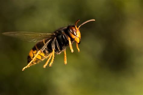 Invasive Asian hornets that kill up to 50 bees a day spotted across England - Country Life