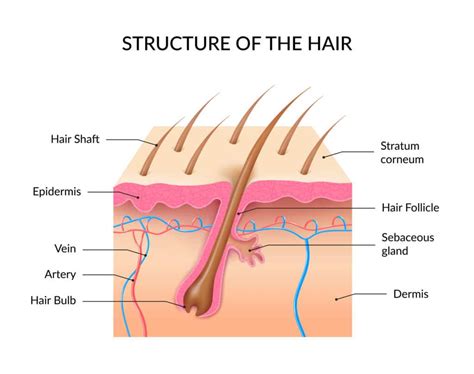 Hair Anatomy: Everything You Need to Know - 2020 Facts