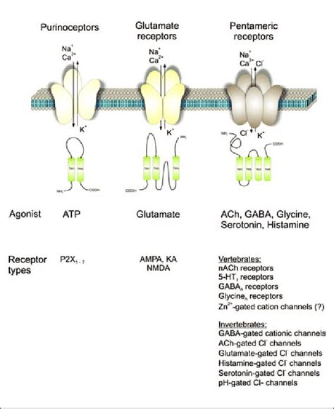 Three classes of ionotropic receptors. Purinoceptors (trimeric P2X ...