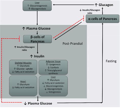 Insulin And Glucagon Feedback Loop