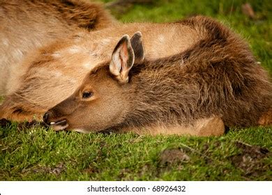 Baby Elk Called Calf Rests On Stock Photo (Edit Now) 68926432