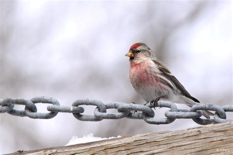 Common Redpoll | Celebrate Urban Birds