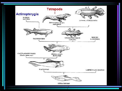 Osteichthyes The Bony Fish Class Osteichthyes Characterized by