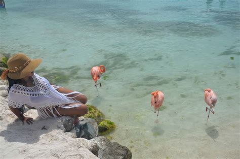 Flamingo beach aruba