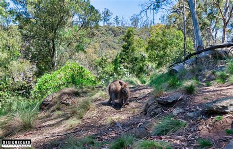 Cataract Gorge Reserve (Launceston) - 2020 All You Need to Know BEFORE You Go (with Photos ...