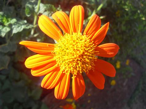 The Scientific Gardener: Mexican Sunflower (Tithonia fotundiflora)