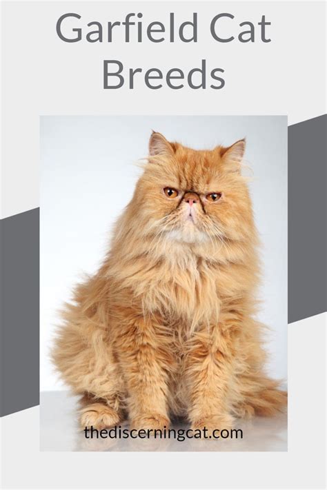 Garfield cat breed – Artofit