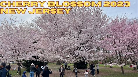 Cherry Blossom Festival Newark Nj 2024 - sayre lizzie