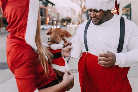 Dog in Santa Hat · Free Stock Photo