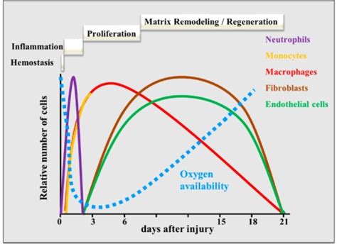 A schematic overview of the phases of wound healing ove | Open-i