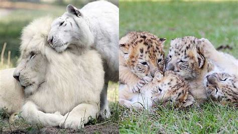 White Liger Cubs: White Lion, White Tiger Give Birth to First of Their Kind