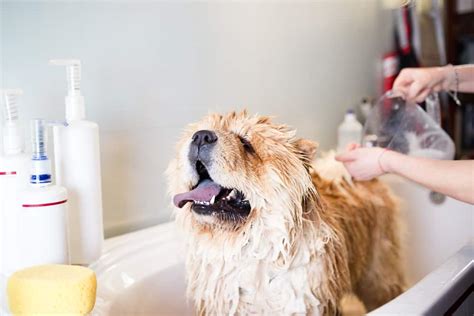 How to Make an Oatmeal Bath for a Dog - PetMag