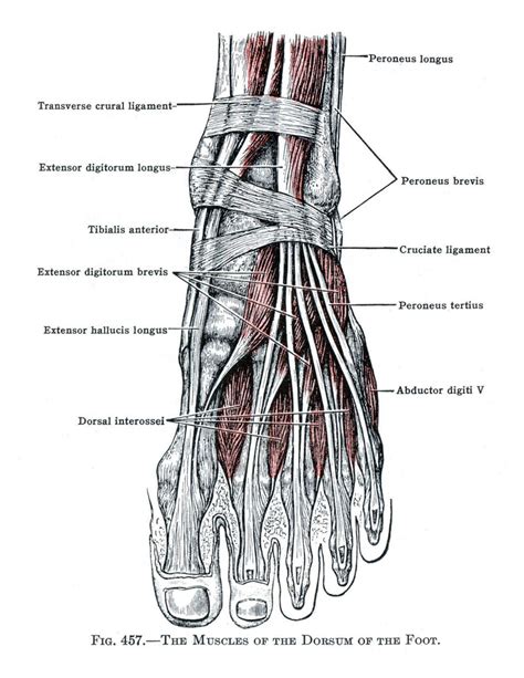 Anatomy Volume 3 | eBook | Shop Illustrated Books, eBooks and Prints