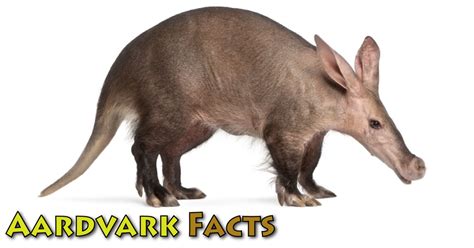 Aardvark Facts & Information For Kids From Active Wild