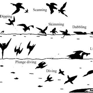 Adaptation of bird morphology to types of feed [15]. | Download ...