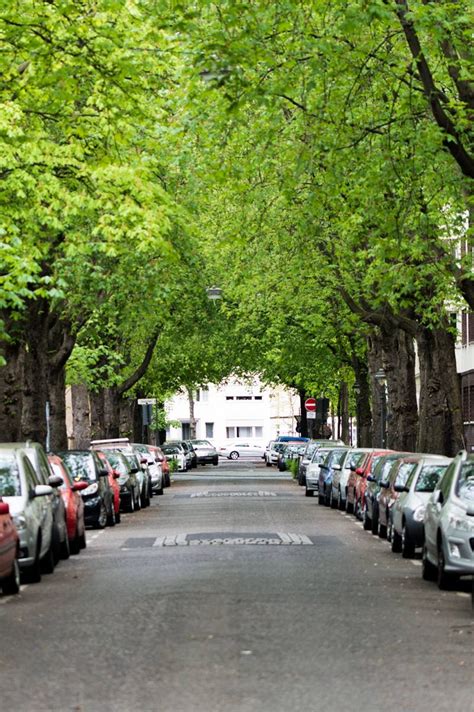 Tunnel of Cherry Trees in Bonn, Germany