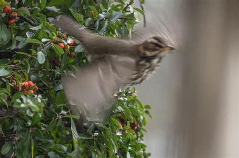 Redwing Bird On Migration Stock Photo - Download Image Now - Alertness ...