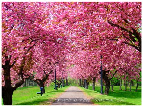 I love this! | Imagenes de primavera, Árboles de color rosa, Fotografia naturaleza