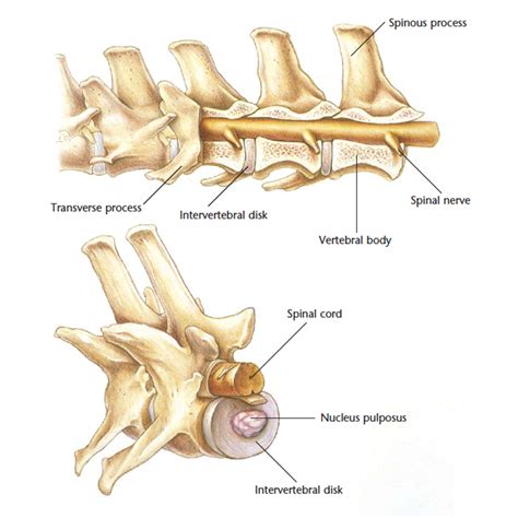 Hills Pet Nutrition | Dog Nervous System and Spinal Cord Diagram - transverse process ...