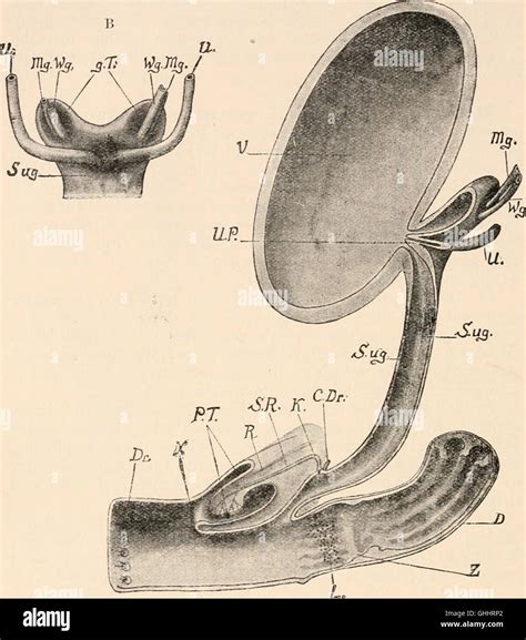 Comparative anatomy of vertebrates (1907 Stock Photo - Alamy