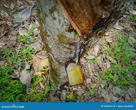 The Process of Taking Rubber Tree Sap from the Hulled Tree Trunk ...