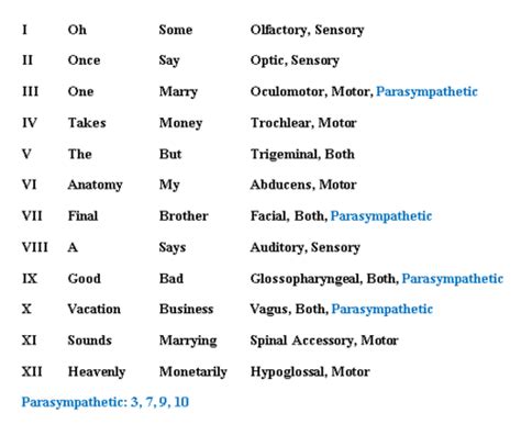 Cranial Nerve Mnemonic Flashcards | Quizlet