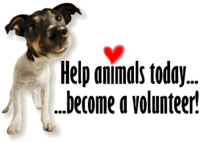 Make a difference in the life of a shelter pet. Volunteer. | Humane ...