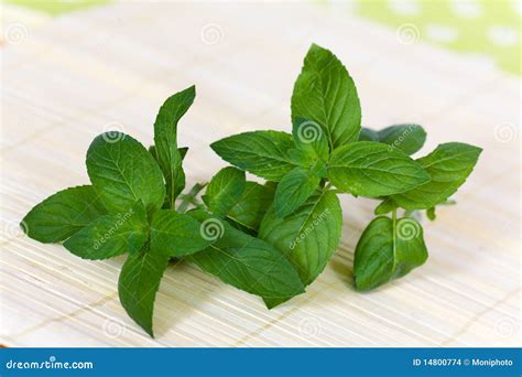 Fresh Herbs,bunch of Mint , a Closeup Shot Stock Photo - Image of freshness, botanic: 14800774