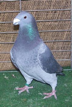 16 Show Racer Pigeons ideas | racing pigeons, pigeon breeds, racer