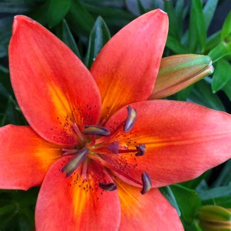 Stunning lilies in a variety of... - Braintree Garden Centre