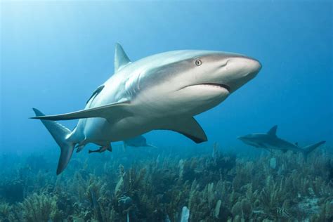 Are Reef Sharks Dangerous Or Aggressive? - A-Z Animals