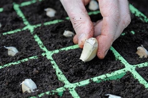 How to Grow Garlic - gardenersworld.com