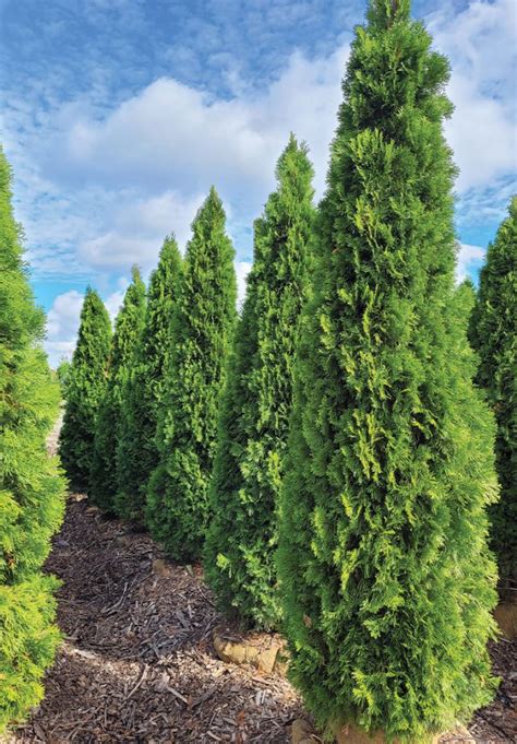 Emerald Arborvitae | Johnson's Nursery | Knowledgebase