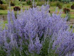 Pruning Russian Sage | HGTV