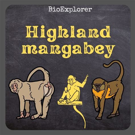 Highland Mangabey Characteristics | Rungwecebus Kipunji Facts