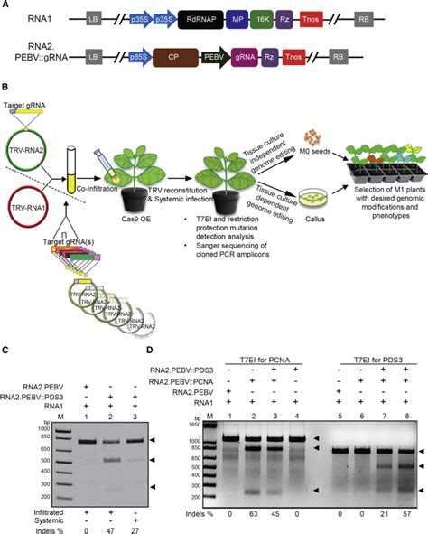 Efficient Virus-Mediated Genome Editing in Plants Using the CRISPR/Cas9 ...