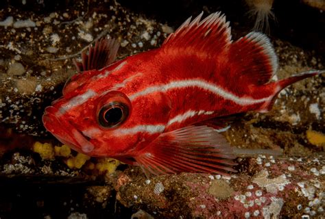 Yelloweye Rockfish Facts: They Can Live up to 130 Years with Repairing DNA - Odd Facts