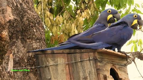 Hyacinth-macaw, Breeding season, Has just arrived and has already ...