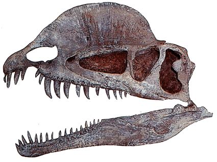 Image - Dilophosaurus skull.gif - Gemipedia Wiki