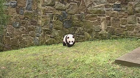 Giant panda cam National Zoo snow, outdoor habitat Smithsonian | wusa9.com