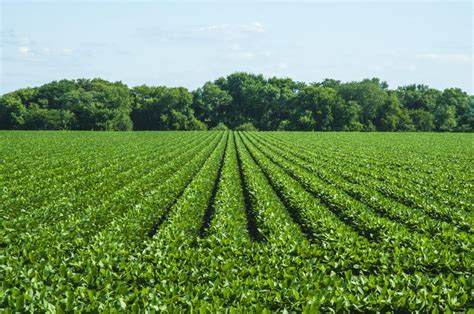 Corn and Soybean Fields Still Unplanted, Farmers Unsure of Future Yields | WBIW