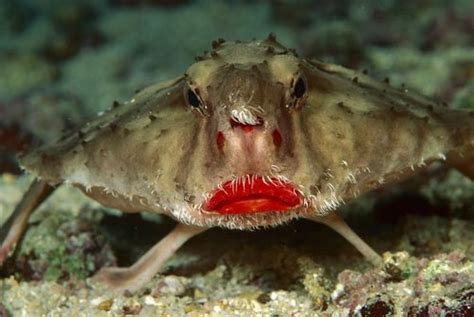 The red-lipped batfish or Galapagos batfish (Ogcocephalus darwini) is a fish of unusual ...