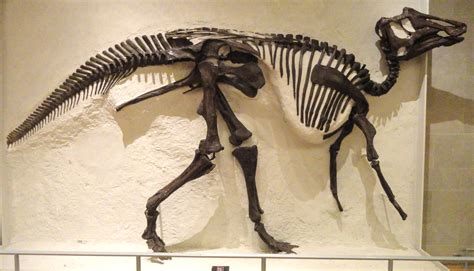 File:Prosaurolophus maximus, Red Deer River, Alberta, collected 1921 by ...