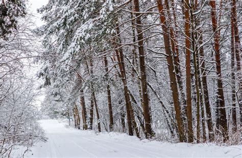 Beautiful Winter Forest with Snowy Trees and a White Snowy Road. Fairy Tale Stock Image - Image ...