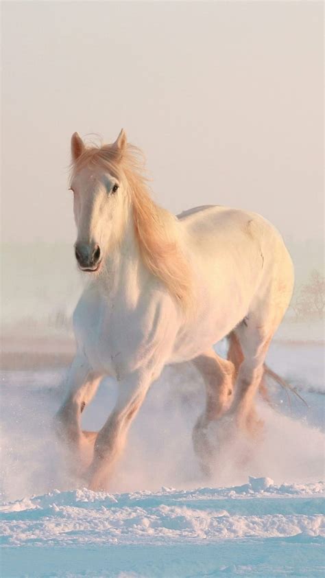 White horse, snow, run, HD phone wallpaper | Peakpx