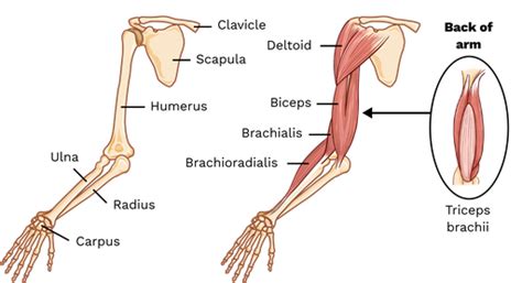 Synergist Muscle