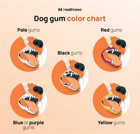 What Color Should Your Dog's Gums Be? | Healthnews