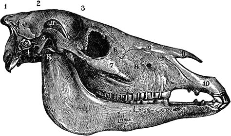 Lateral Aspect of Horse Skull | ClipArt ETC