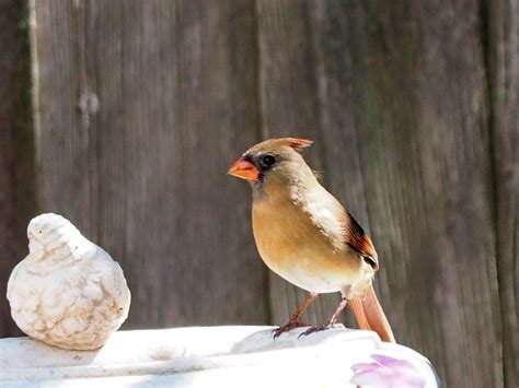 N. Cardinal at Bird Bath - FeederWatch